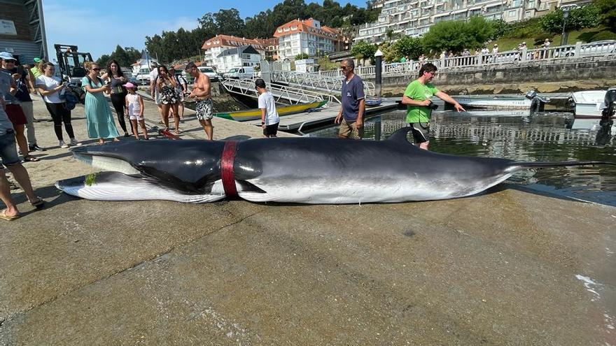 La ballena, ayer en el muelle de A Canteira en Combarro.