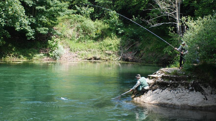 Asturias fija para 2024 un cupo de pesca de salmón en cada río: 620 en total