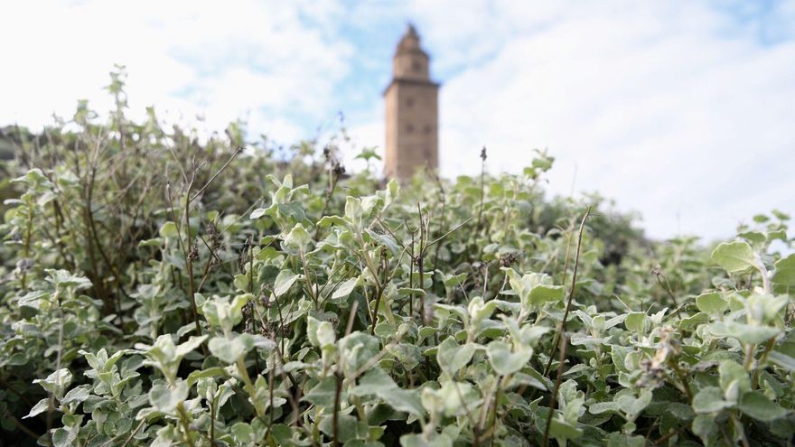 Sobre as plantas exóticas invasoras na Coruña