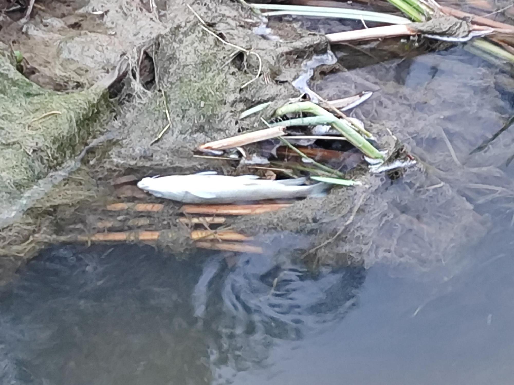 Un vertido de lodos contamina el río Magro en Requena