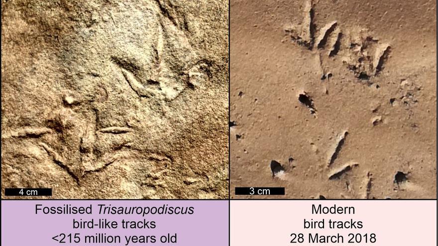 ¿Aclarado el misterio de las huellas de patas de ave más antiguas del mundo?