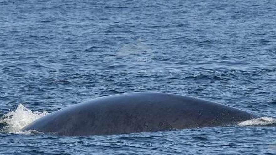 El cruce entre ballena azul y rorcual común. // BDRI