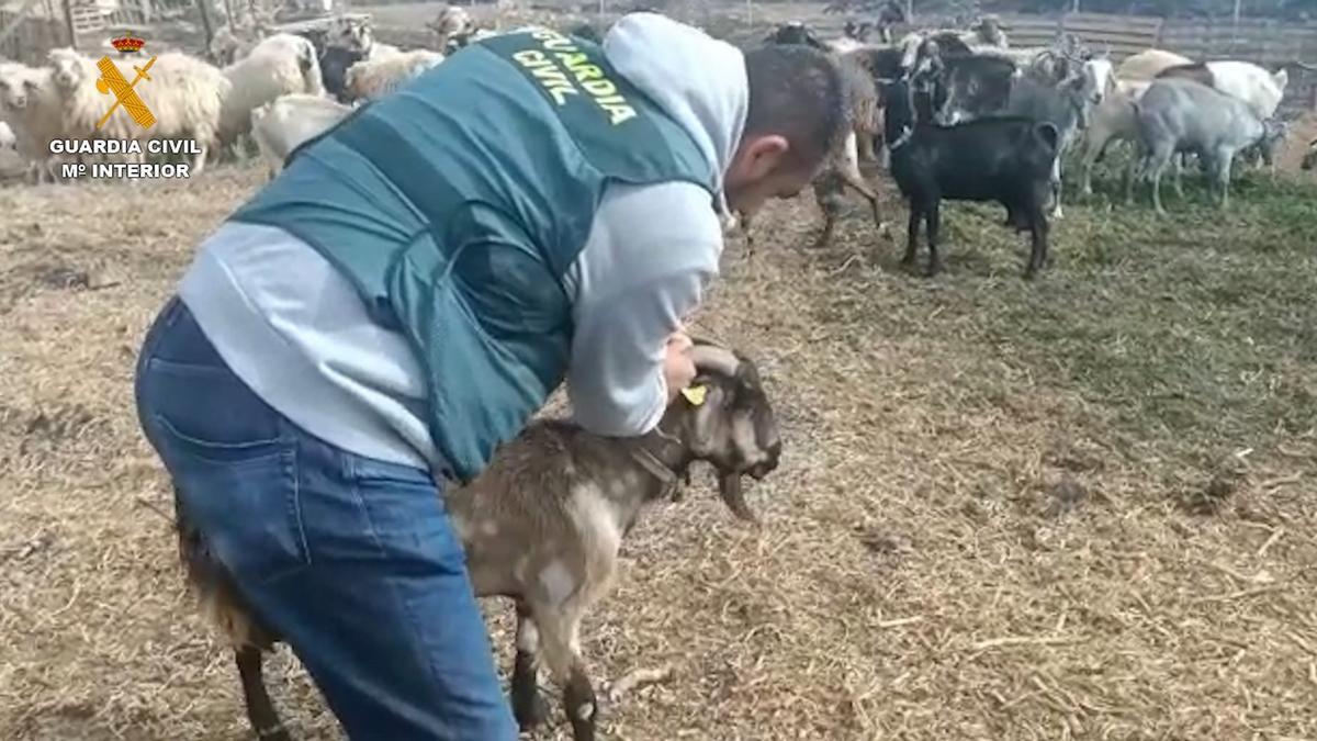 La Guardia Civil con uno de los animales recuperados en Gran Canaria.