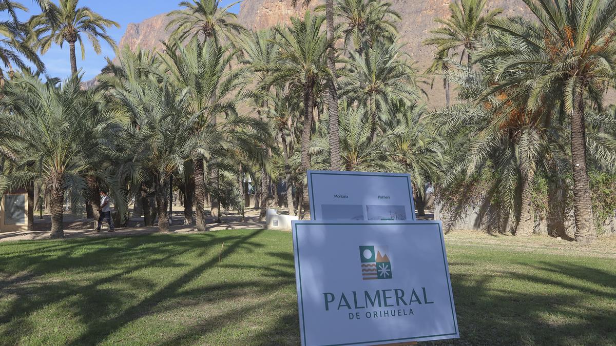 El Palmeral de Orihuela es el segundo más grande de Europa, tras el de Elche