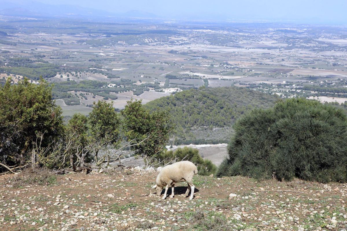 Der Puig de Randa ist auch bei MZ-Lesern ein beliebstes Ausflugsziel.