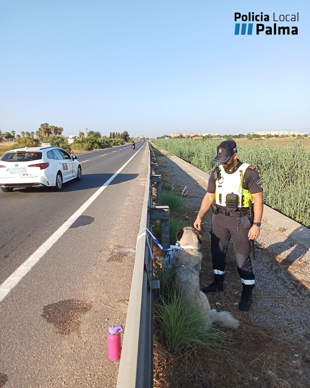 Un policía local, junto al perro perdido.