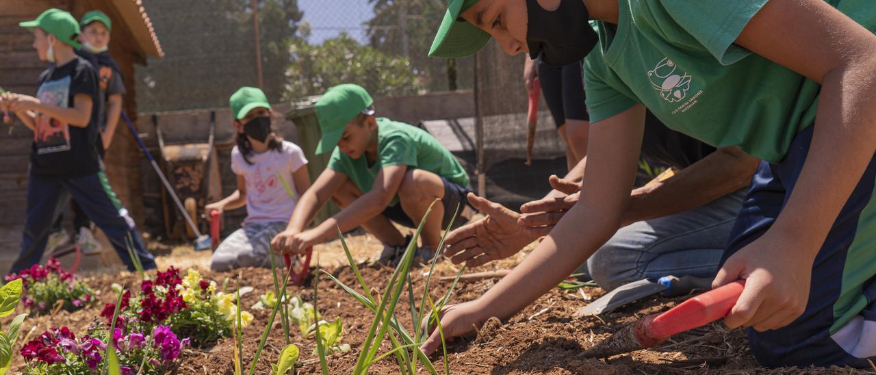 Alumnos de varios colegios aprenden a cultivar hortalizas y flores en uno de los huertos de la Granja Agrícola Experimental del Cabildo en Arucas