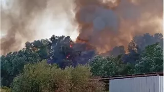 Incendio forestal en Palma del Río
