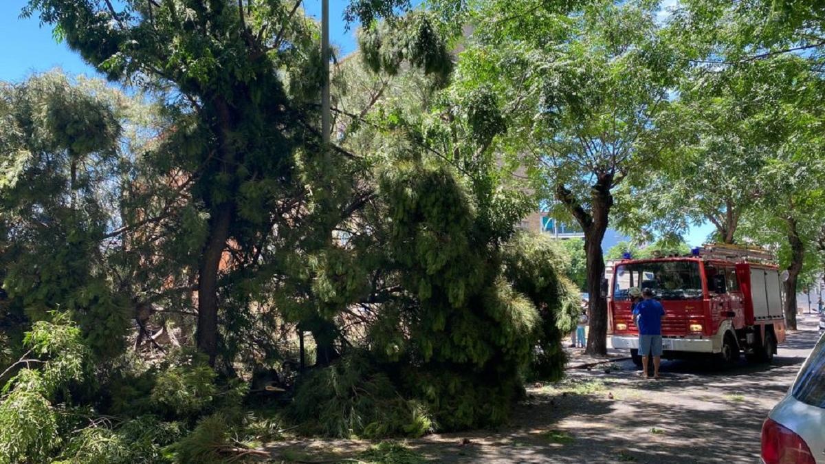 Un árbol caído sobre un coche aparcado en la calle Algeciras el verano pasado.
