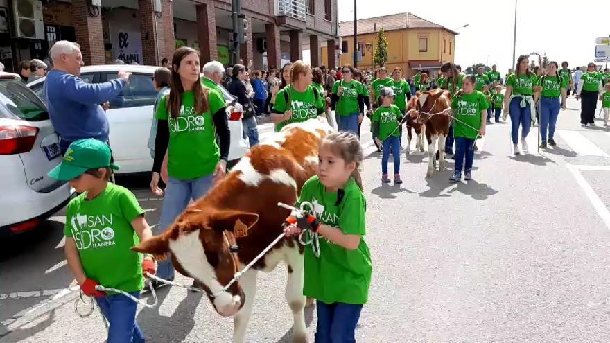 Unos 800 animales tomaron el centro de Posada camino del recinto ferial de Llanera