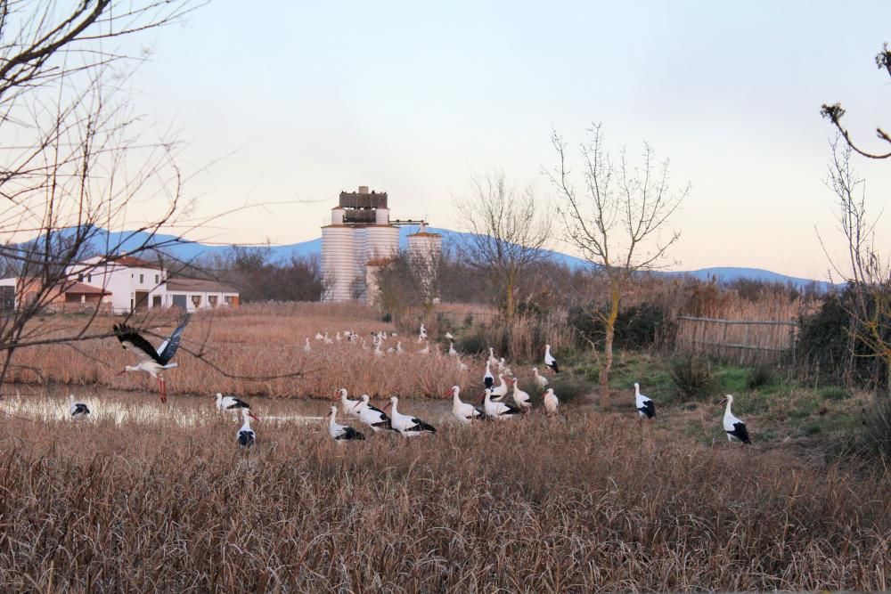 Posta de sol als Aiguamolls de l''Empordà