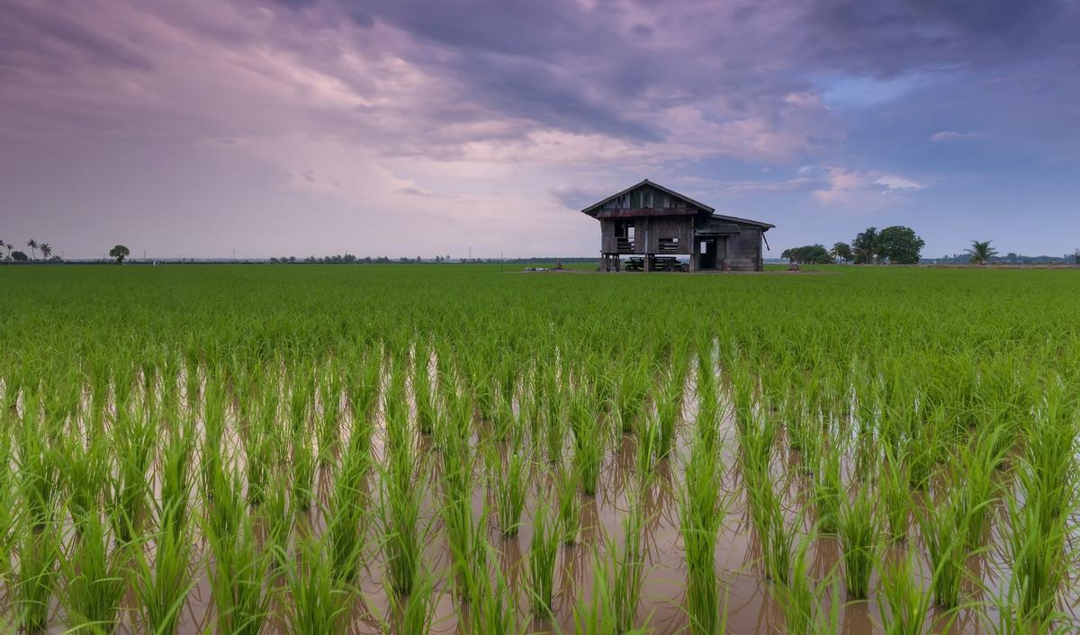 Campo de arroz.