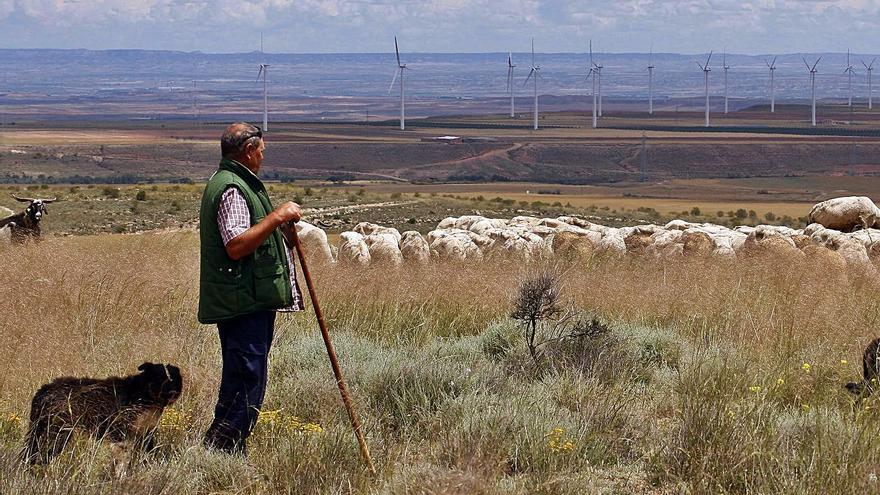 Un pastor con su rebaño de ovejas en la comarca zaragozana de Campo de Belchite. | JAIME GALINDO