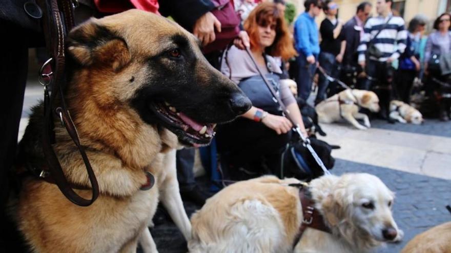 Perros que salvan vidas