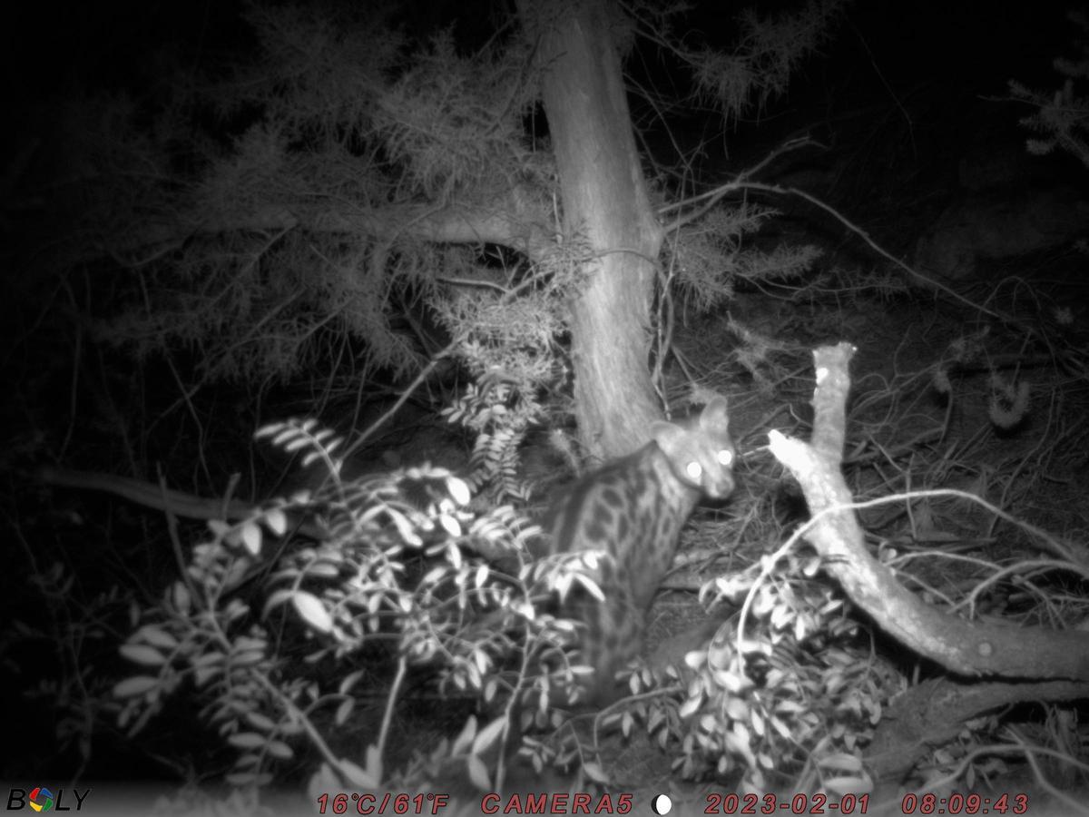 Alumnos de Can Marines captan imágenes de una gineta en los bosques del norte de Ibiza