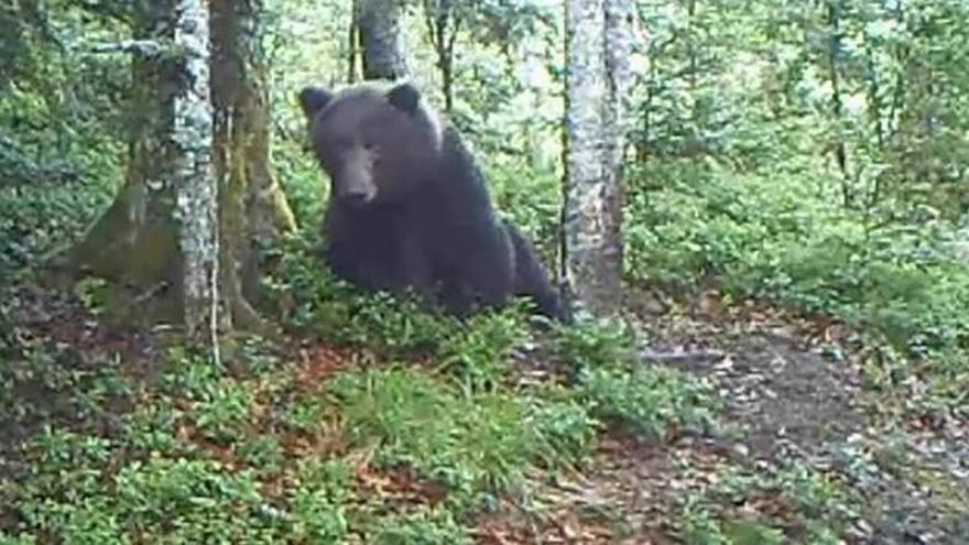 Un aficionado francés capta con su vídeo al oso Néré cerca de Aragón