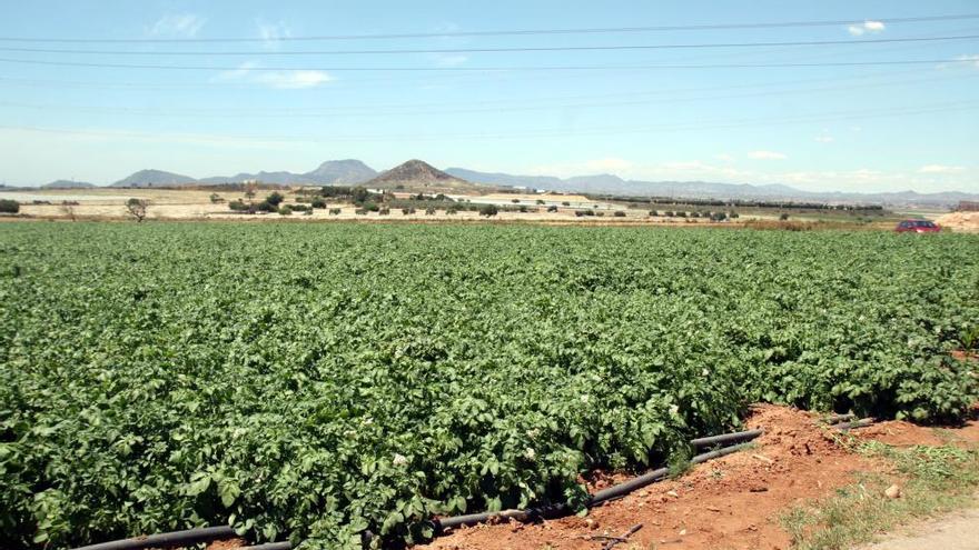 Huerto de patata en el campo de Cartagena.