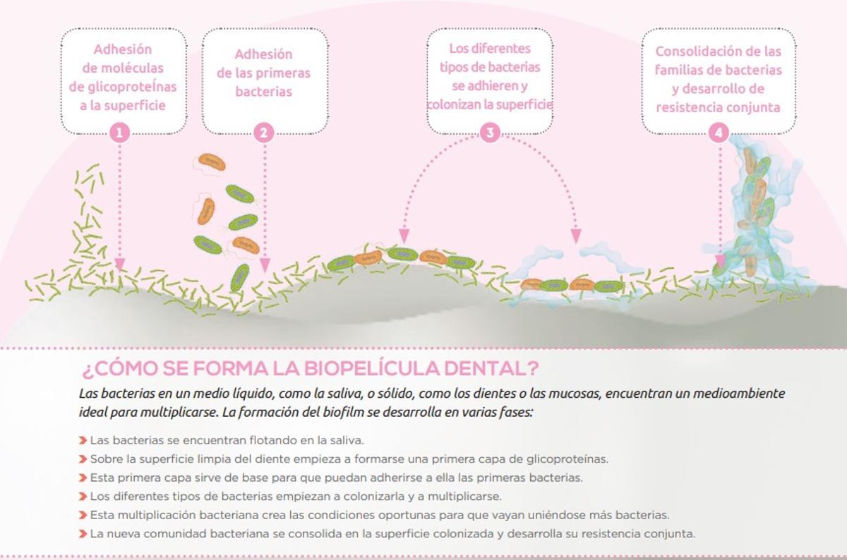 ¿Cómo se forma la biopelícula dental?