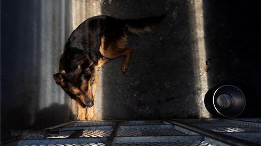 Rebajado a maltrato leve el delito por el que juzgan a un vecino de Montijo acusado de golpear a su perra