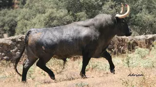 Este es el impresionante toro que se suma al cartel de la Fira d'Onda