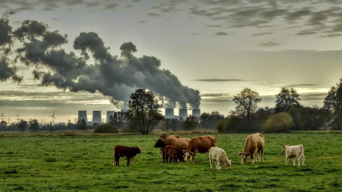 Unas vacas con varias fábricas emitiendo gases al fondo.