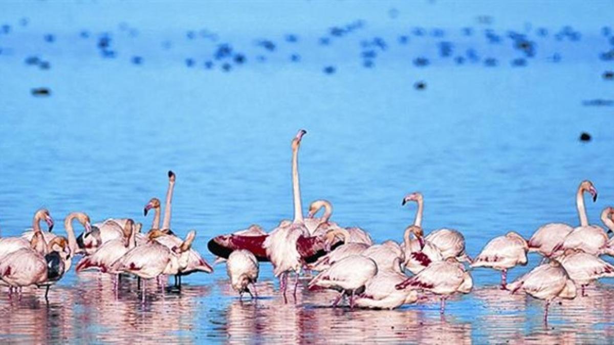 Un grupo de flamencos, en aguas del Delta del Ebro, hace dos años.