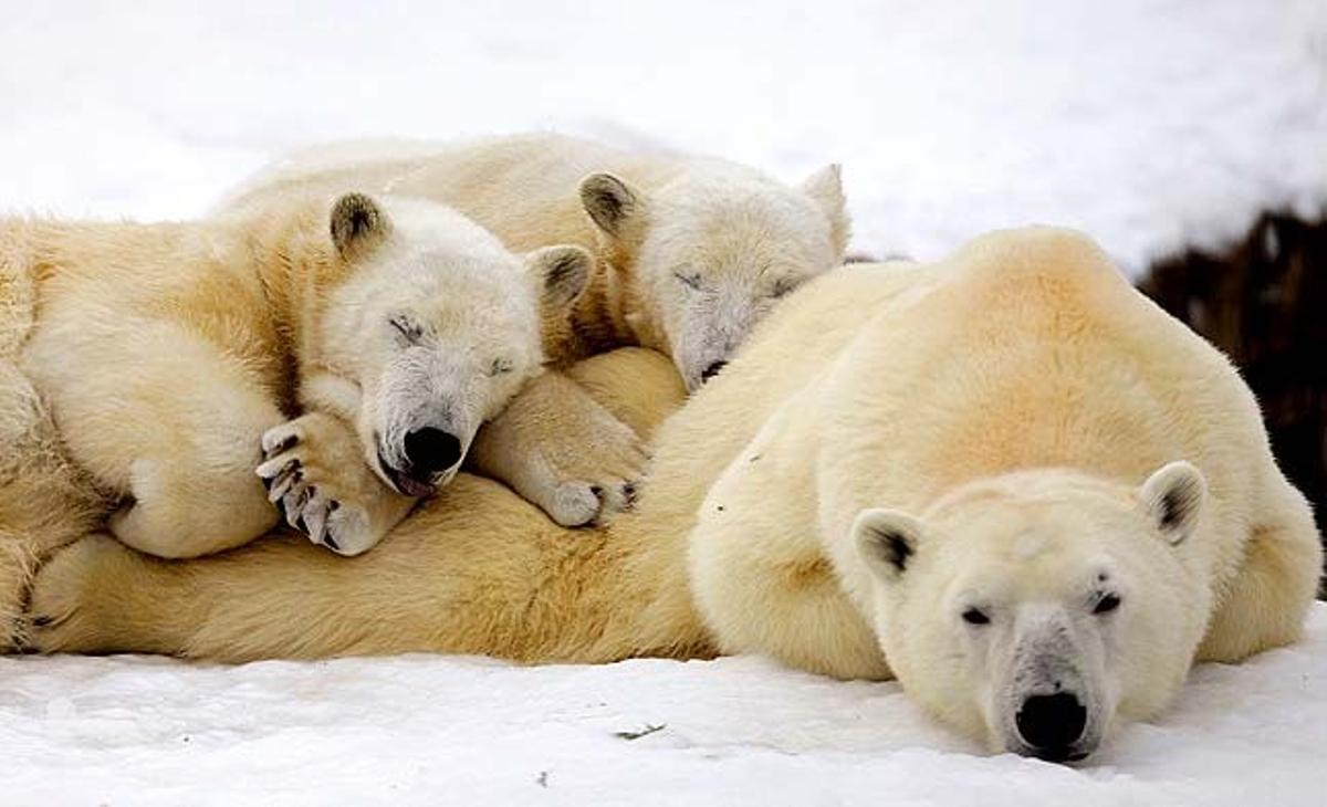 Ganuk i Taigà, els cadells d’ós polar que compleixen avui un any, dormen sobre l’esquena de la seva mare al zoològic de Saint-Félicien Wildlife a Saint-Félicien (Canadà).