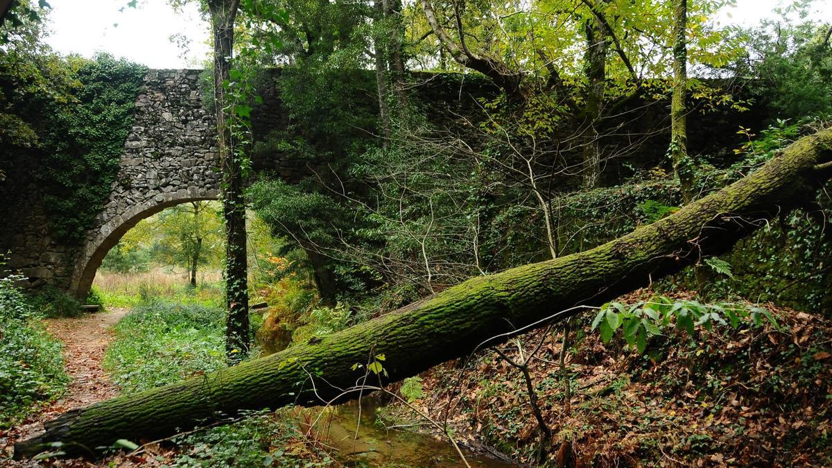 Rutas en Galicia Los secretos que oculta el bosque encantado de Aldán