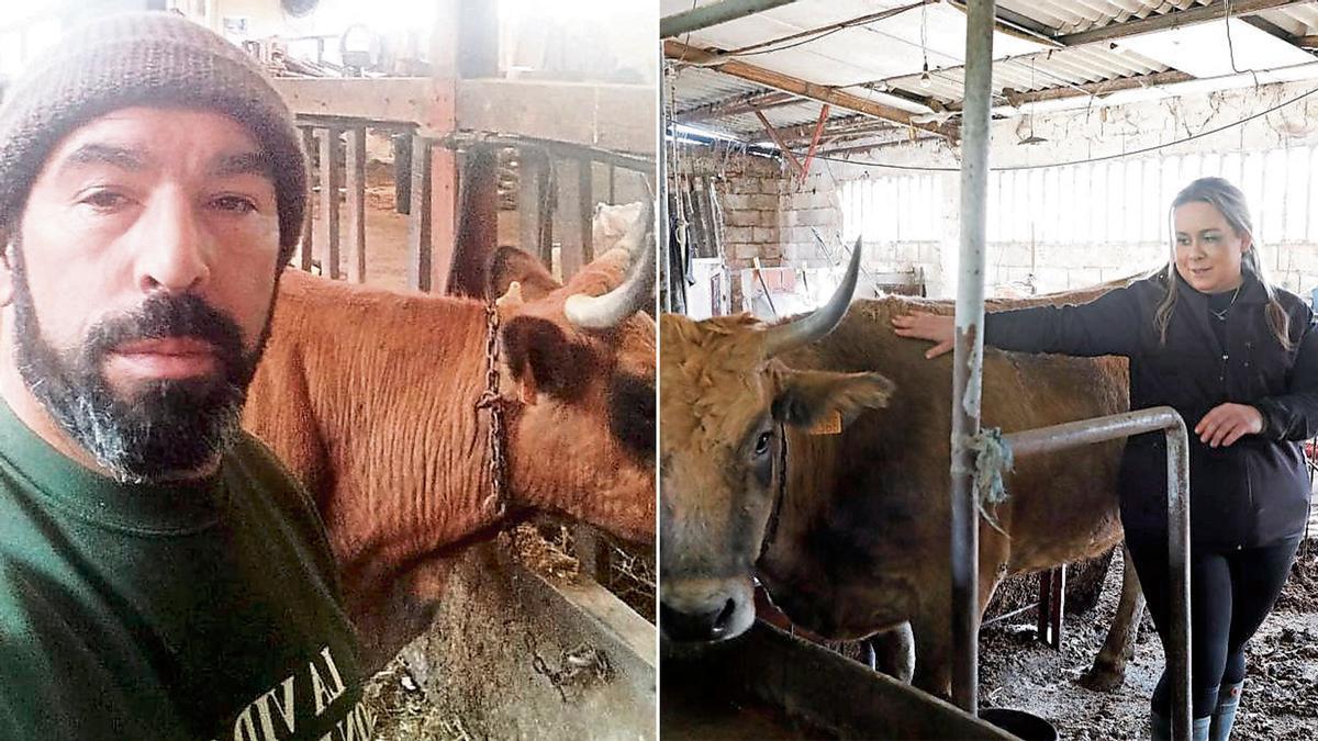 Javier Martínez, con sus vacas, en Pie de la Sierra y Verónica Molleda, en su ganadería en Siero.