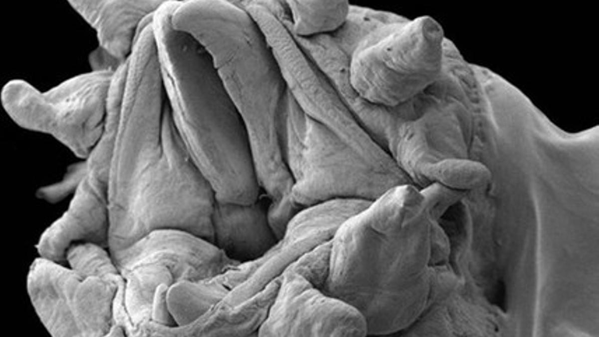 La boca de un ácaro visto con un microscopio electrónico.