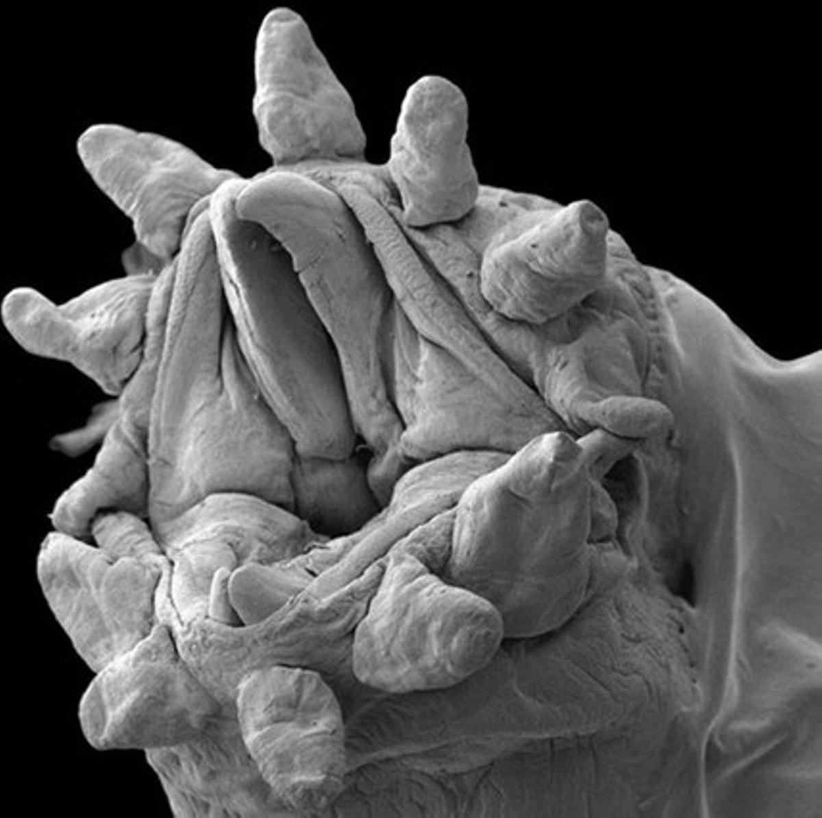 La boca de un ácaro visto con un microscopio electrónico.