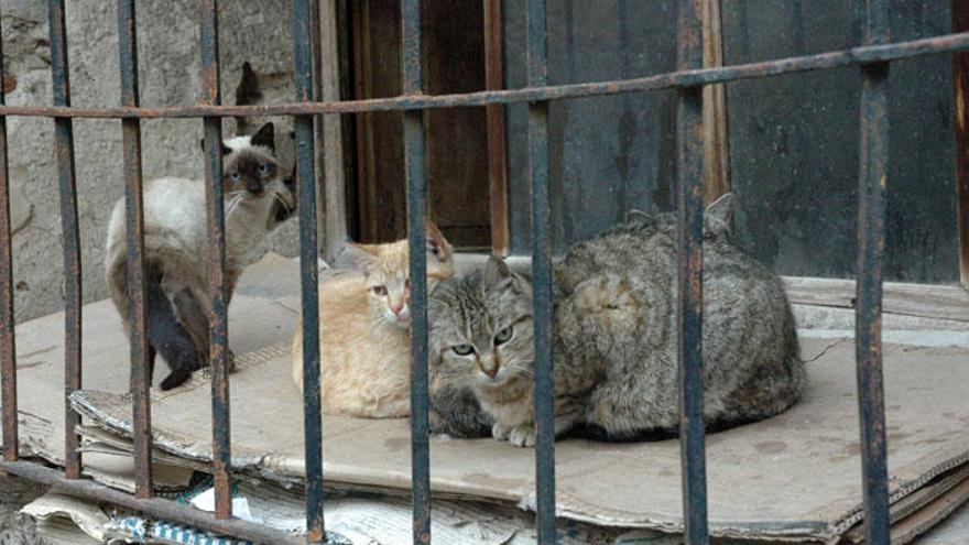 Los socialistas pedirán incluir en las ordenanzas de bienestar y protección de animales la figura del gato urbano.