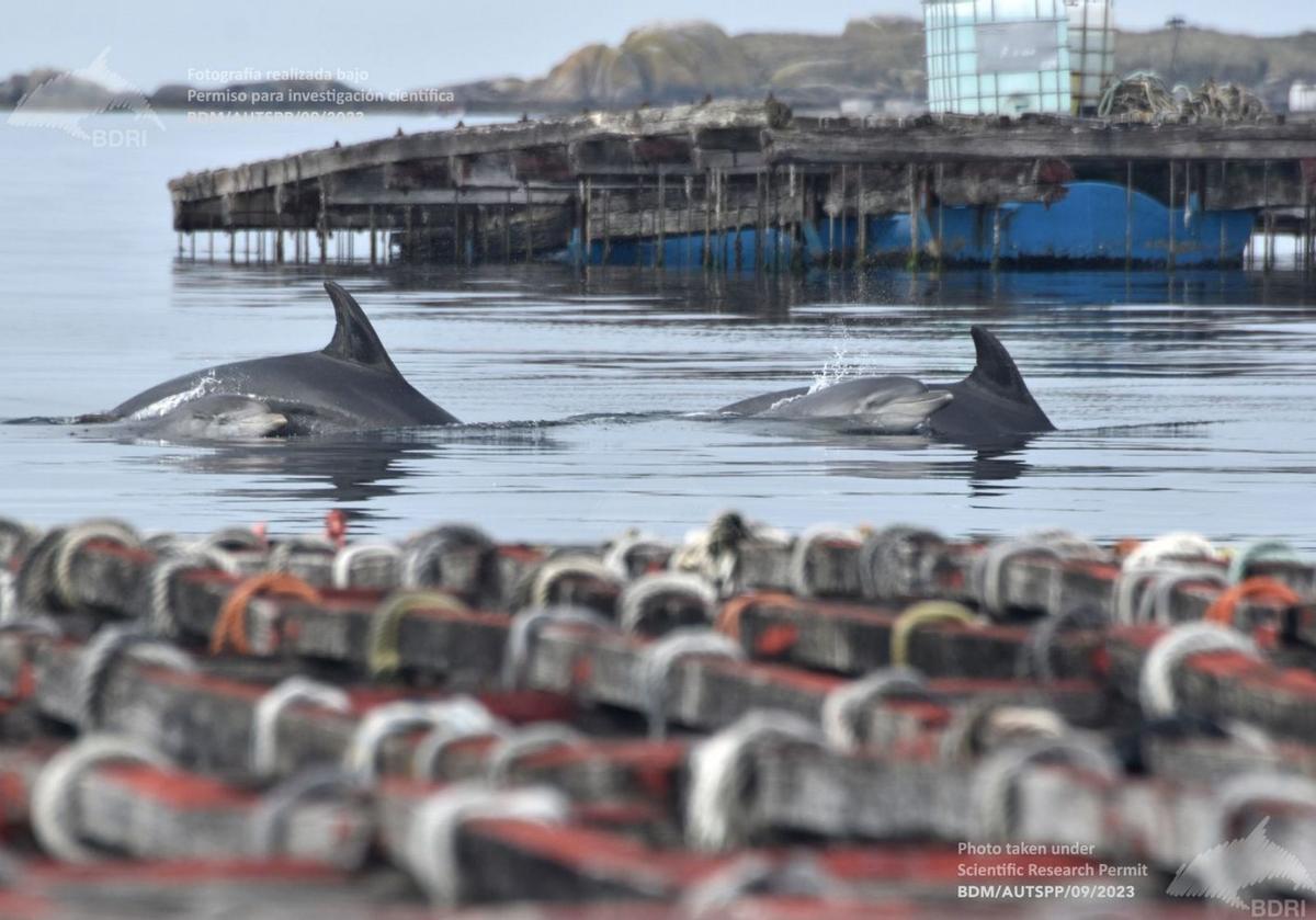 Dos arroaces juveniles y sus madres nadando entre bateas, en la ría de Arousa.   | //  BDRI