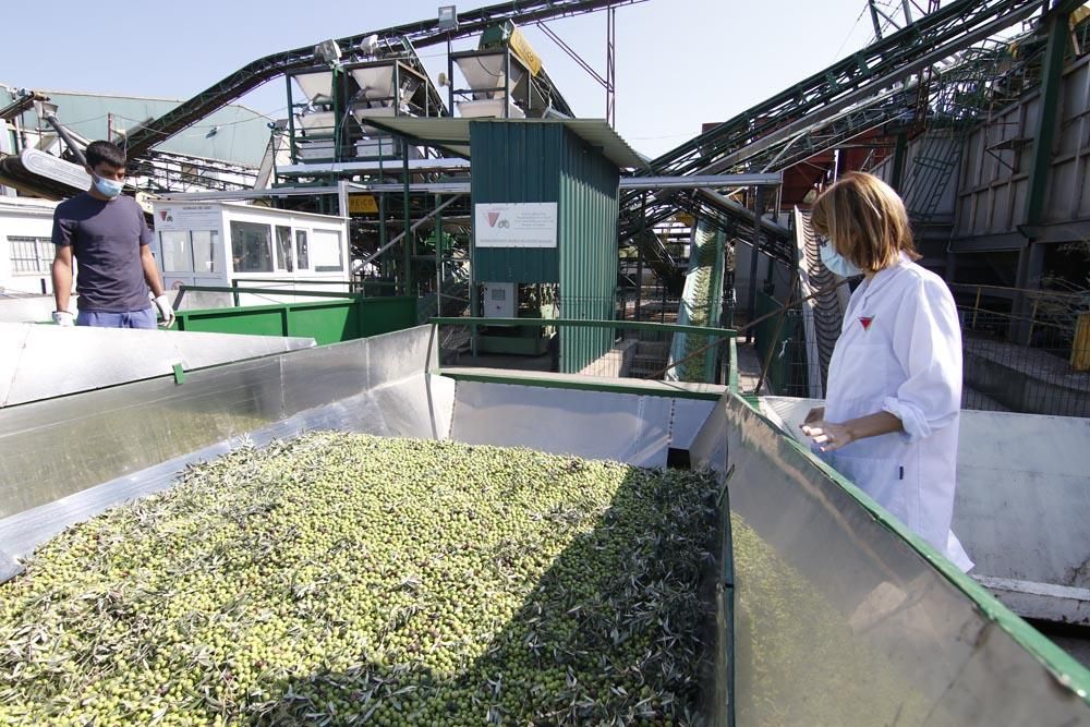 Inicio de la campaña de la aceituna en Córdoba