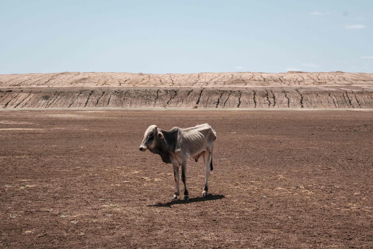 Una vaca de aspecto demacrado espera de pie en el fondo de un reserva de agua que ha estado seca durante cuatro meses en Iresteno, una ciudad fronteriza con Etiopía, el 1 de septiembre del 2022.