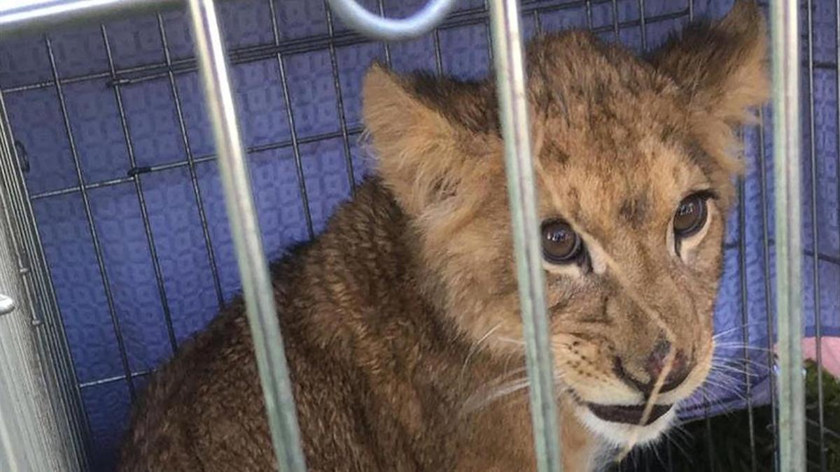 El león abandonado cerca de Utrecht, en Holanda.