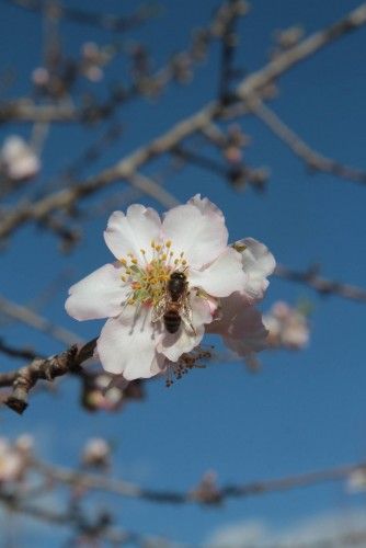 Mandelblüte ist nicht gleich Mandelblüte