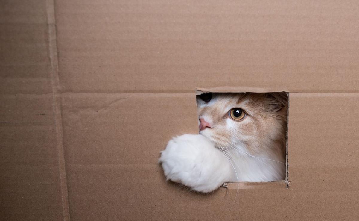 El instinto felino revelado: las cajas de cartón y su irresistible atracción