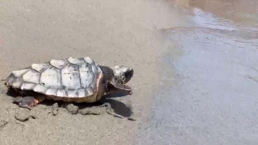 Devuelven al mar diez tortugas bobas en La Manga