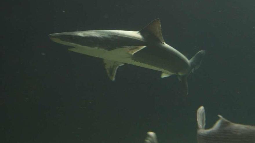 El tiburón de la familia &quot;Galeorhinus galeus&quot; que puede verse en el acuario de Punta Moreiras. // FdV