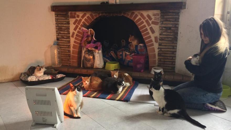 Ciurcea, con sus gatos en la casa, en una imagen de archivo.