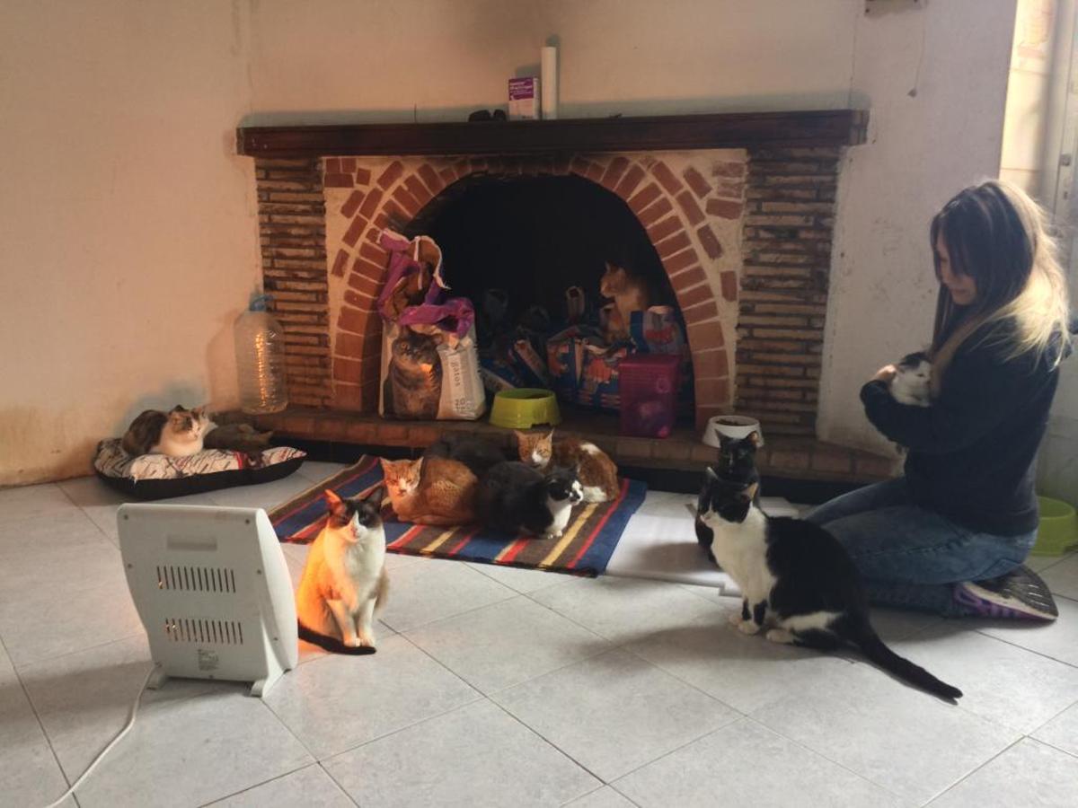 Una alcireña se enfrenta a una multa de 25.000 euros por tener 60 gatos en su casa