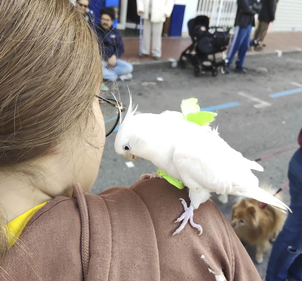 Las imágenes de la bendición de animales de Sant Antoni en Sagunt