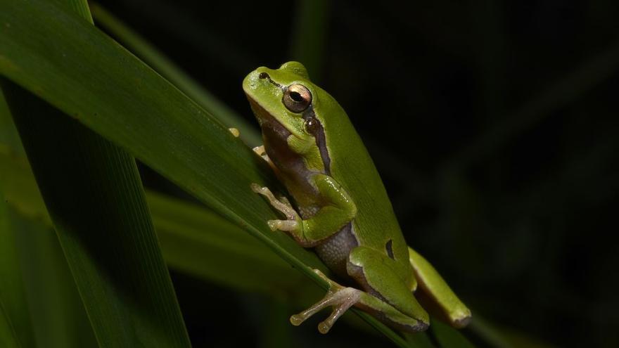 Las ranas de Chernóbil podrían ayudar a los futuros astronautas