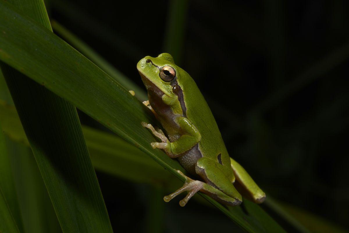 Rana de la especie ’Hyla orientalis’, en una imagen de archivo.