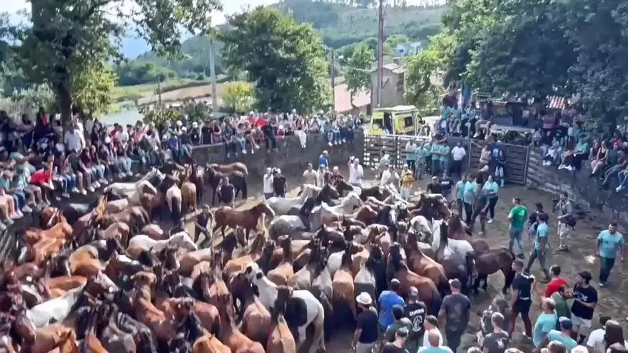 Rapa das bestas de Cuspedriños