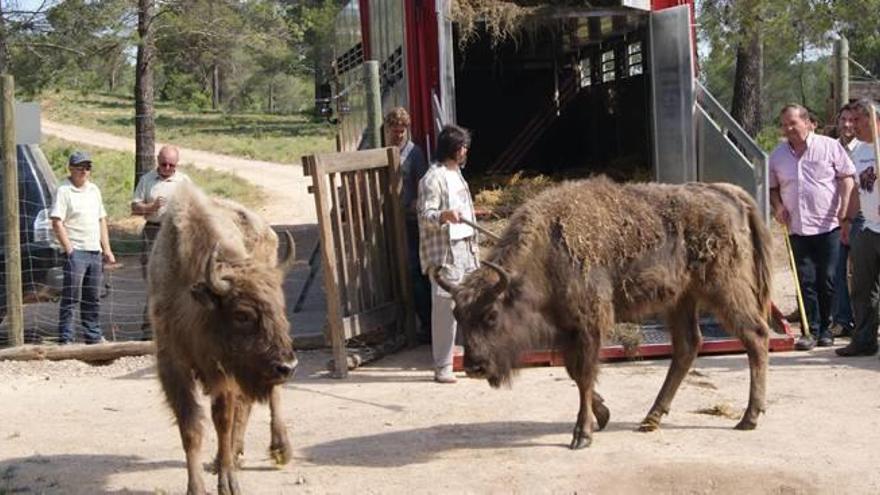 El calor retrasa la adaptación del bisonte al monte valenciano