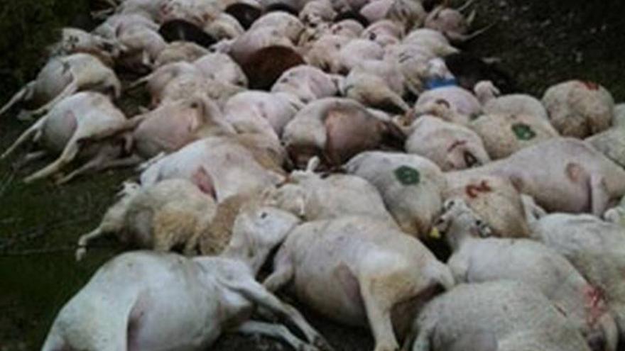 Un rayo fulmina a casi 300 ovejas de golpe