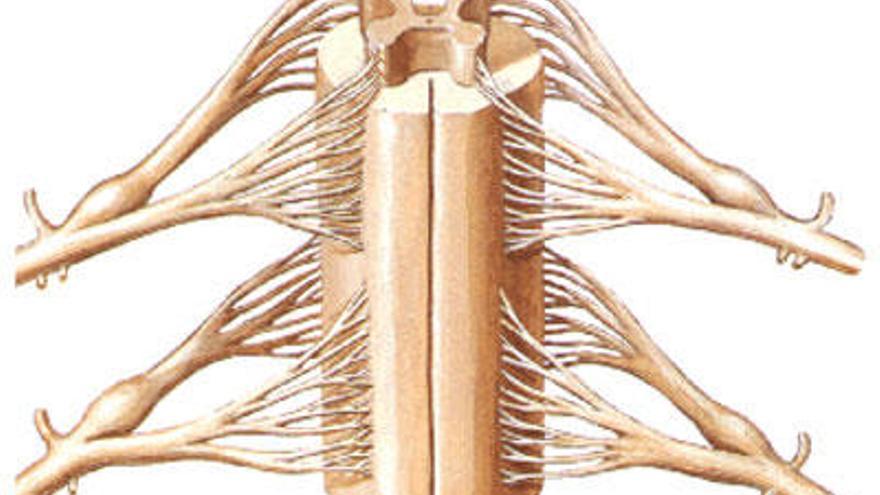 Nou tractament per a lesions medul·lars