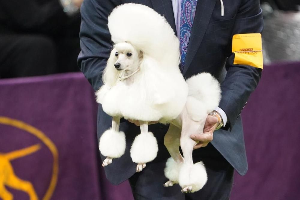 El Westminster Kennel Club, un dels shows de gossos de raça més importants del món